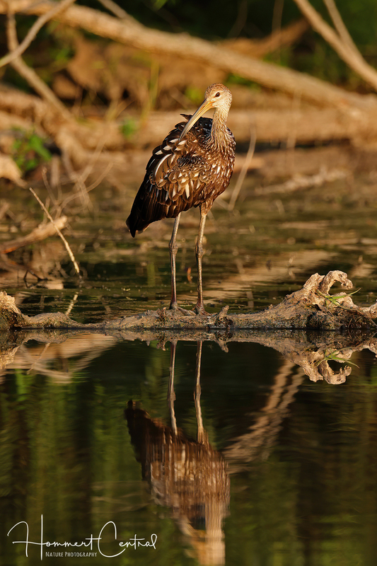 Limpkin (40).jpg