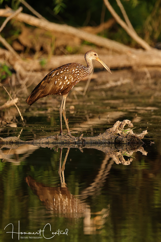 Limpkin (42).jpg