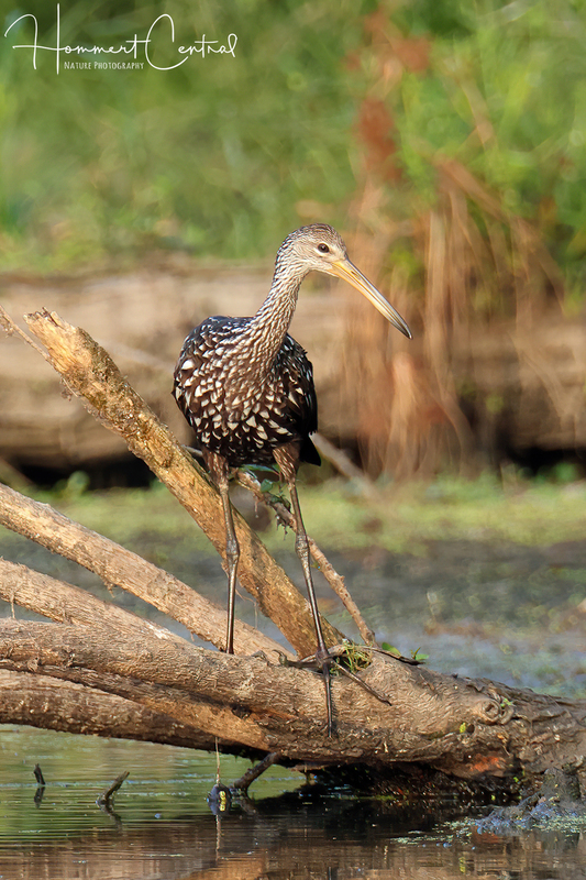 Limpkin (43).jpg