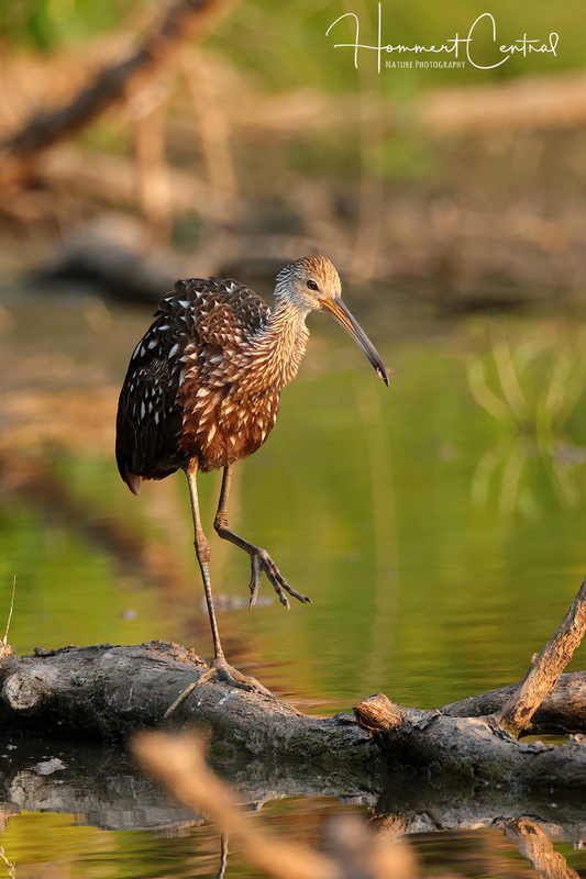 Limpkin (45).jpg