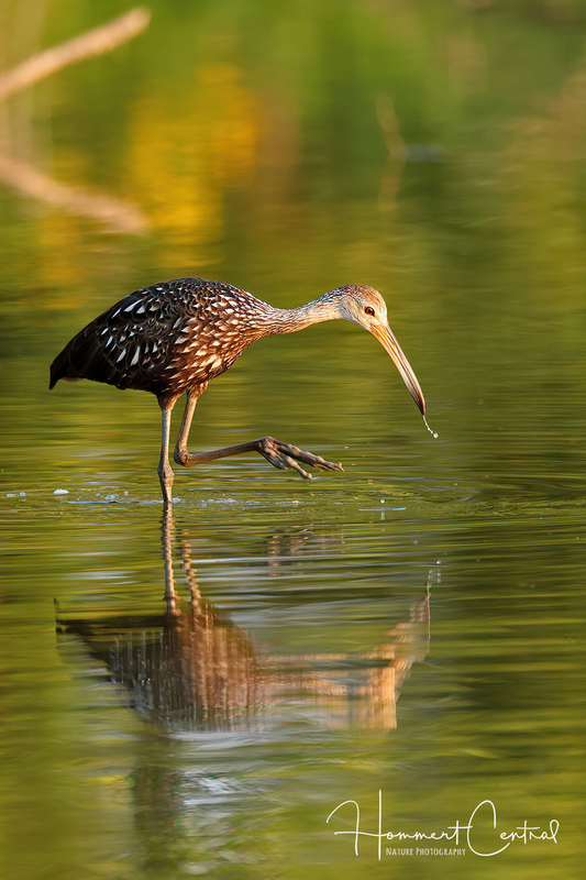 Limpkin (47).jpg