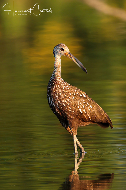 Limpkin (49).jpg