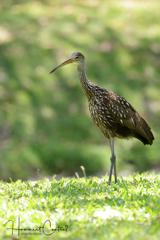 Limpkin (51).jpg
