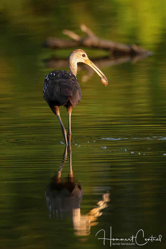 Limpkin (52).jpg
