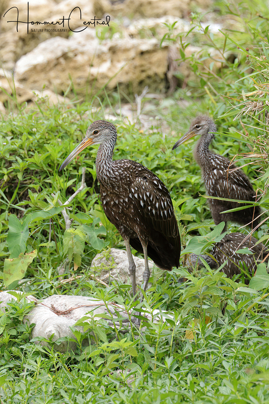 Limpkin (53).jpg