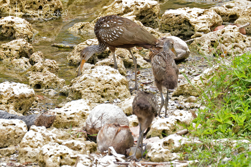 Limpkin (54).jpg
