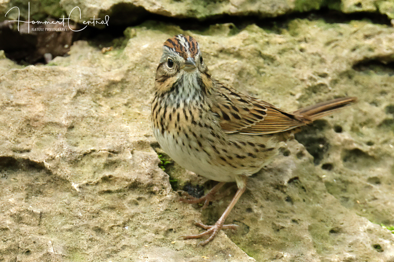 Lincolns Sparrow (18).jpg