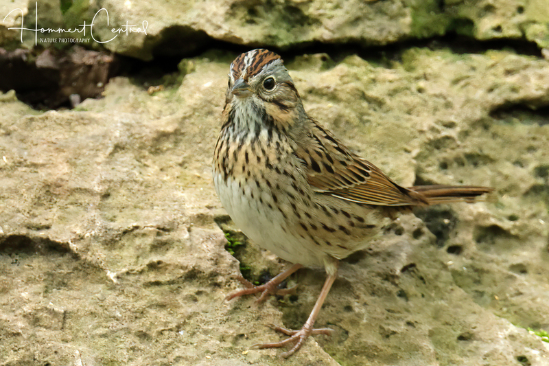 Lincolns Sparrow (19).jpg