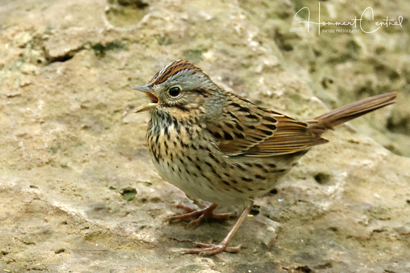 Lincolns Sparrow (20).jpg