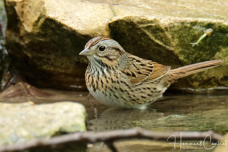 Lincolns Sparrow (21).jpg