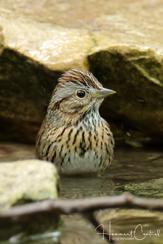 Lincolns Sparrow (22).jpg