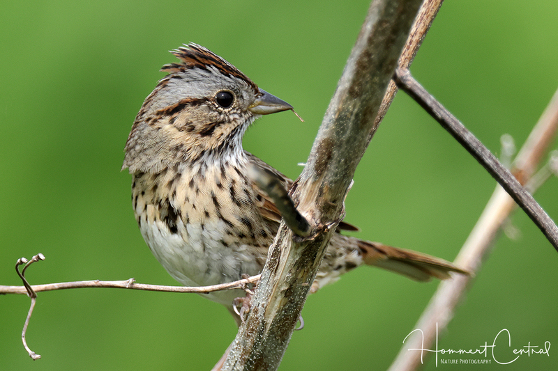 Lincolns Sparrow (23).jpg