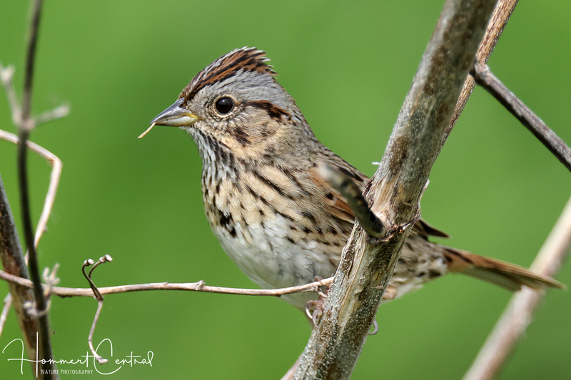 Lincolns Sparrow (24).jpg