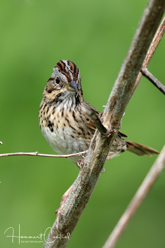 Lincolns Sparrow (25).jpg