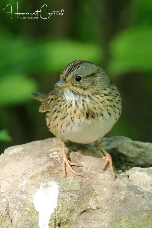 Lincolns Sparrow (26).jpg