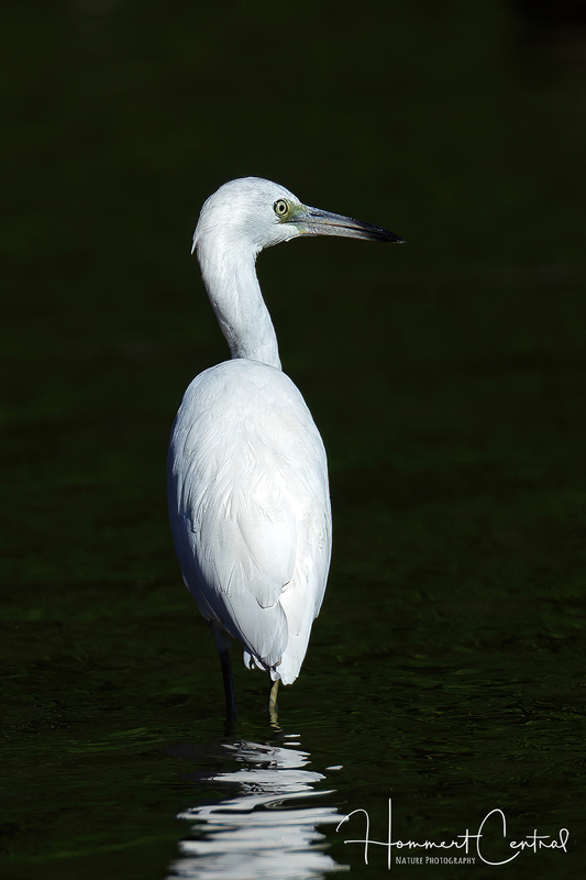 Little Blue Heron (immature) (32).jpg