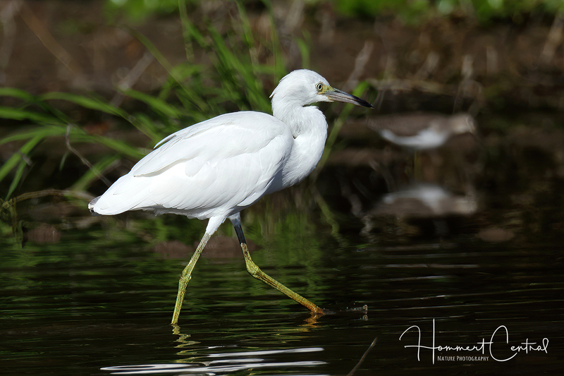 Little Blue Heron (immature) (33).jpg