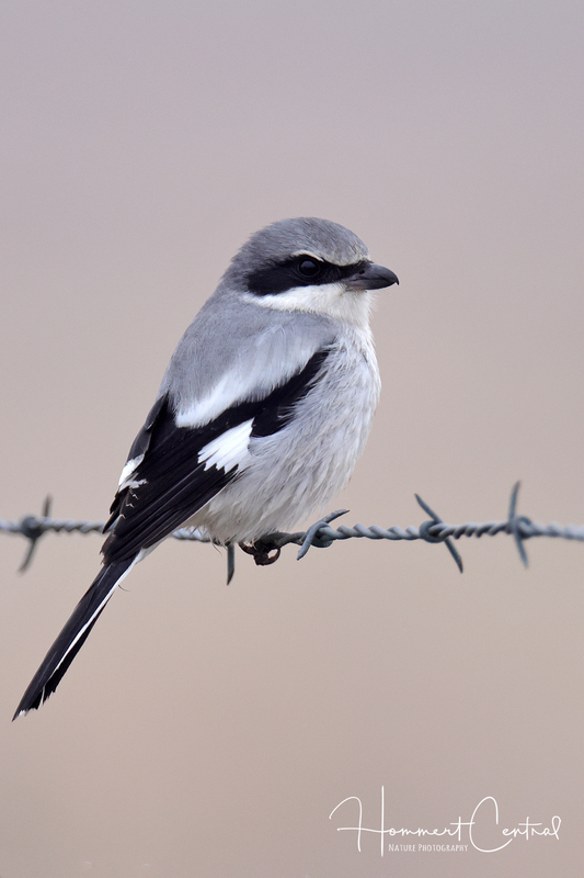 Loggerhead Shrike (09).jpg