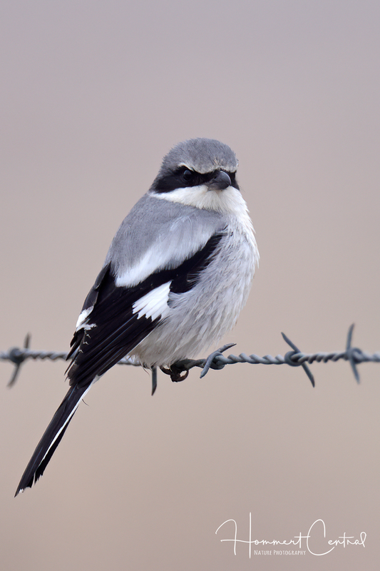 Loggerhead Shrike (10).jpg