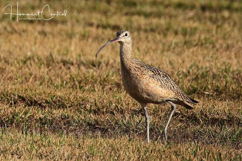 Long-billed Curlew (15).jpg