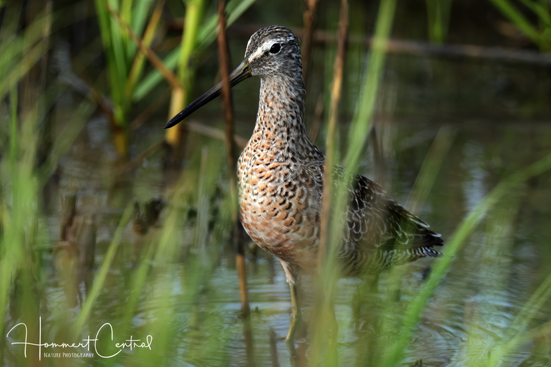 Long-billed Dowitcher (05).jpg
