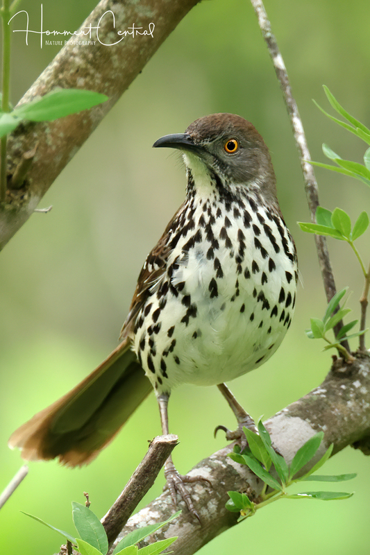 Long-billed Thrasher (02).jpg