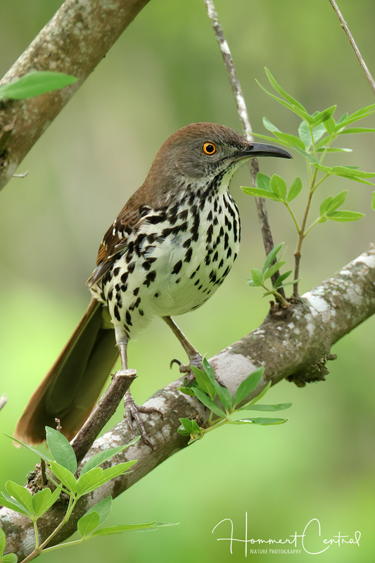 Long-billed Thrasher (03).jpg