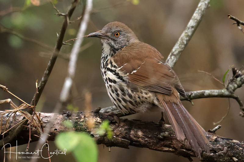Long-billed Thrasher (04).jpg