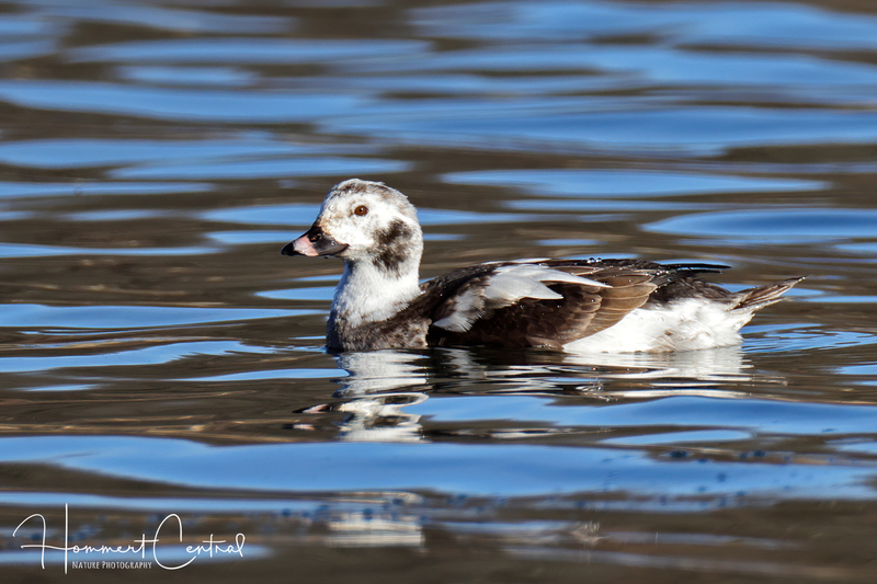 Long-tailed Duck (12).jpg