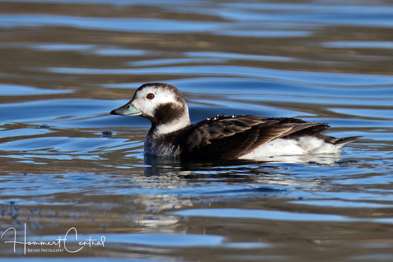 Long-tailed Duck (female) (07).jpg