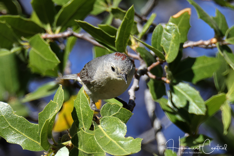 Lucys Warbler (02).jpg