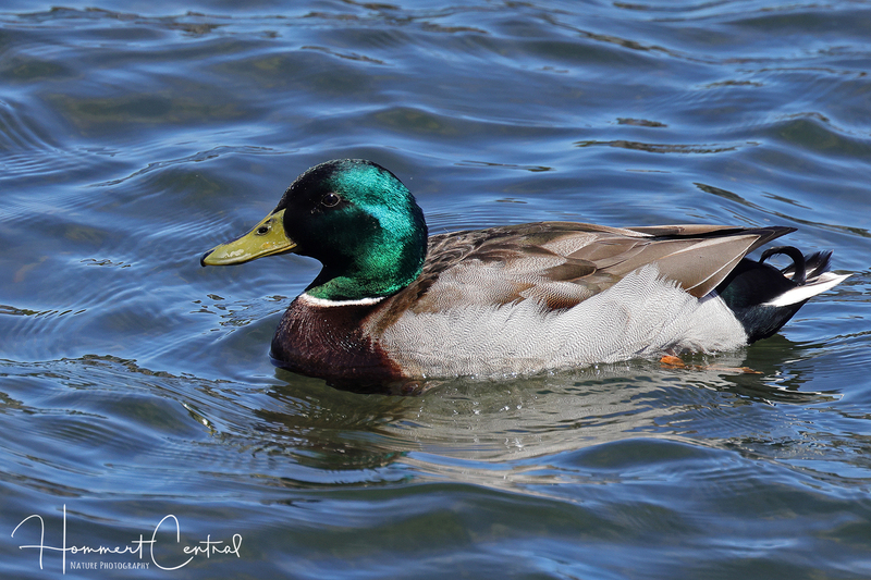 Mallard (08).jpg