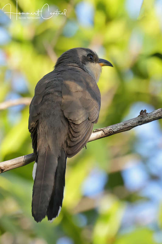 Mangrove Cuckoo (04).jpg