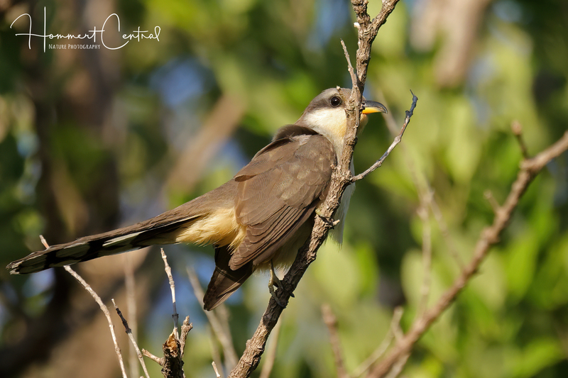 Mangrove Cuckoo (05).jpg
