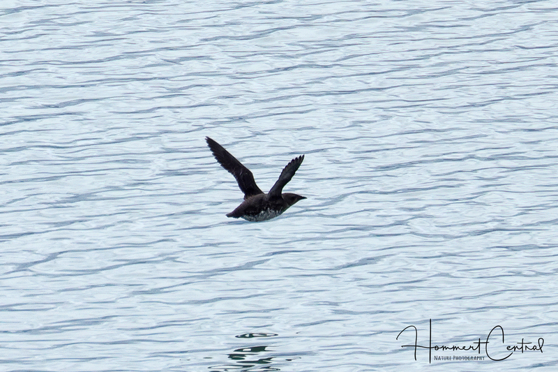 Marbled Murrelet (01).jpg