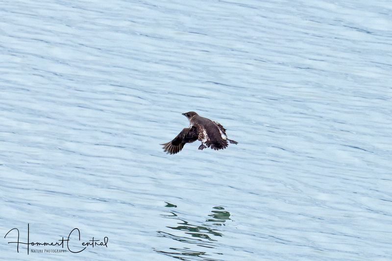 Marbled Murrelet (02).jpg