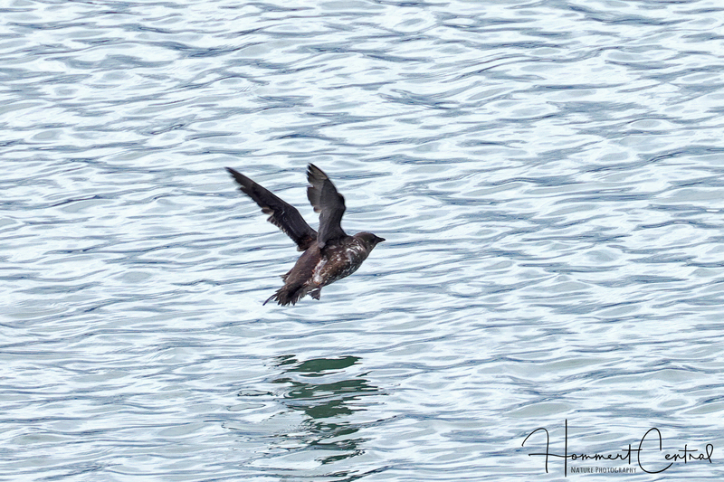 Marbled Murrelet (03).jpg