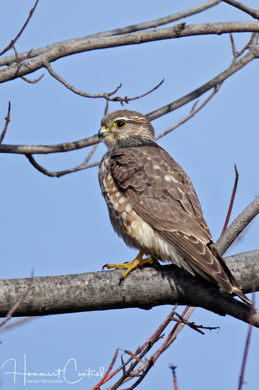 Merlin (12).jpg