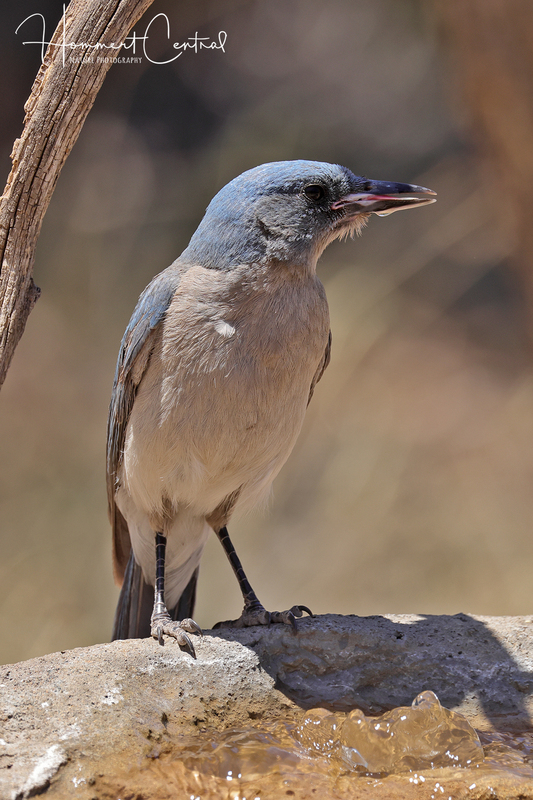 Mexican Jay (03).jpg