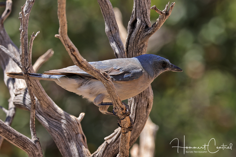 Mexican Jay (05).jpg