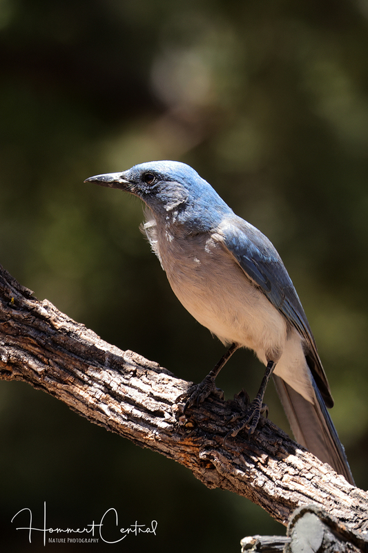 Mexican Jay (06).jpg