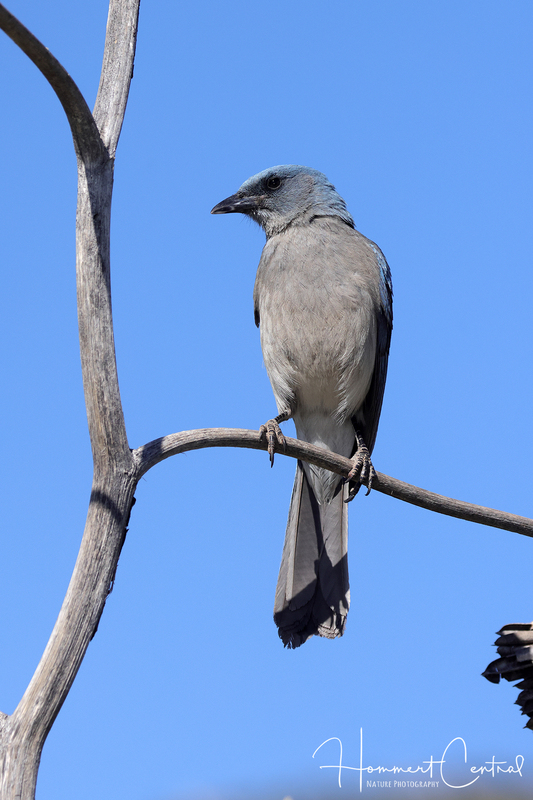 Mexican Jay (07).jpg