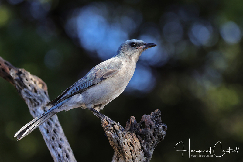 Mexican Jay (08).jpg