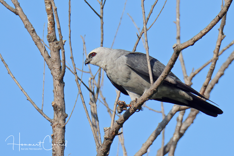 Mississippi Kite (26).jpg