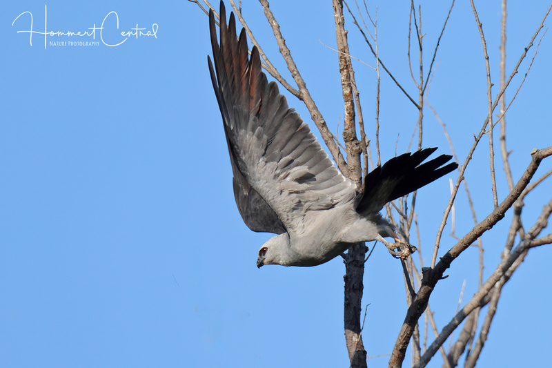 Mississippi Kite (27).jpg