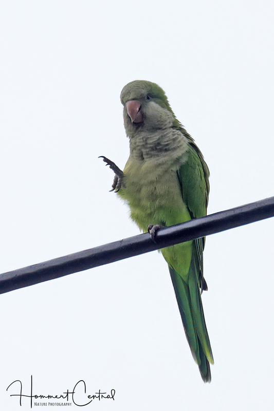 Monk Parakeet (03).jpg