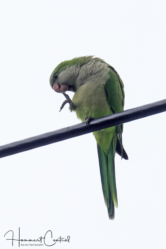Monk Parakeet (04).jpg