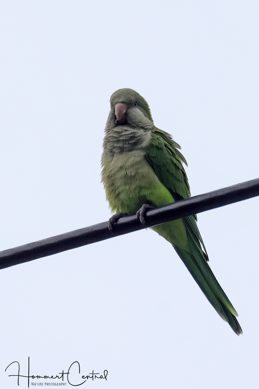 Monk Parakeet (05).jpg