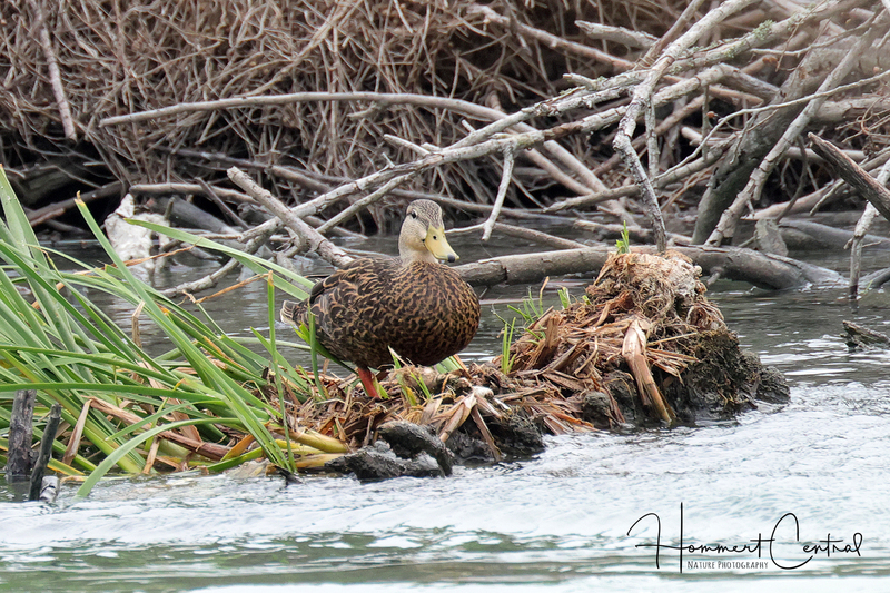 Mottled Duck (05).jpg