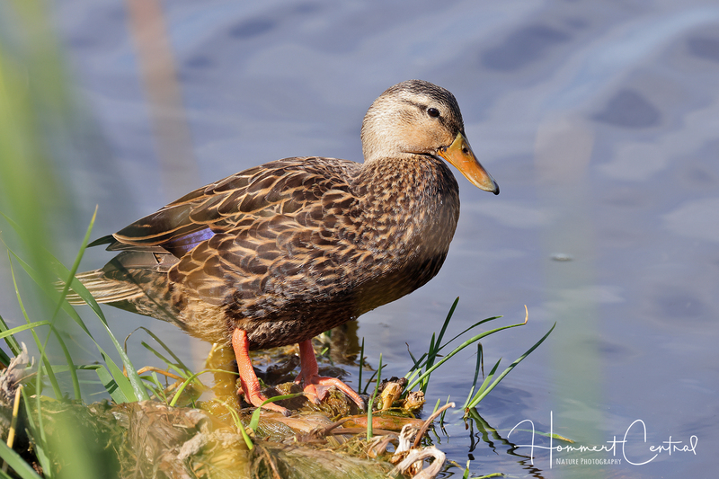 Mottled Duck (06).jpg